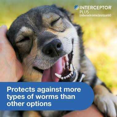 Interceptor Plus for Dogs C377905