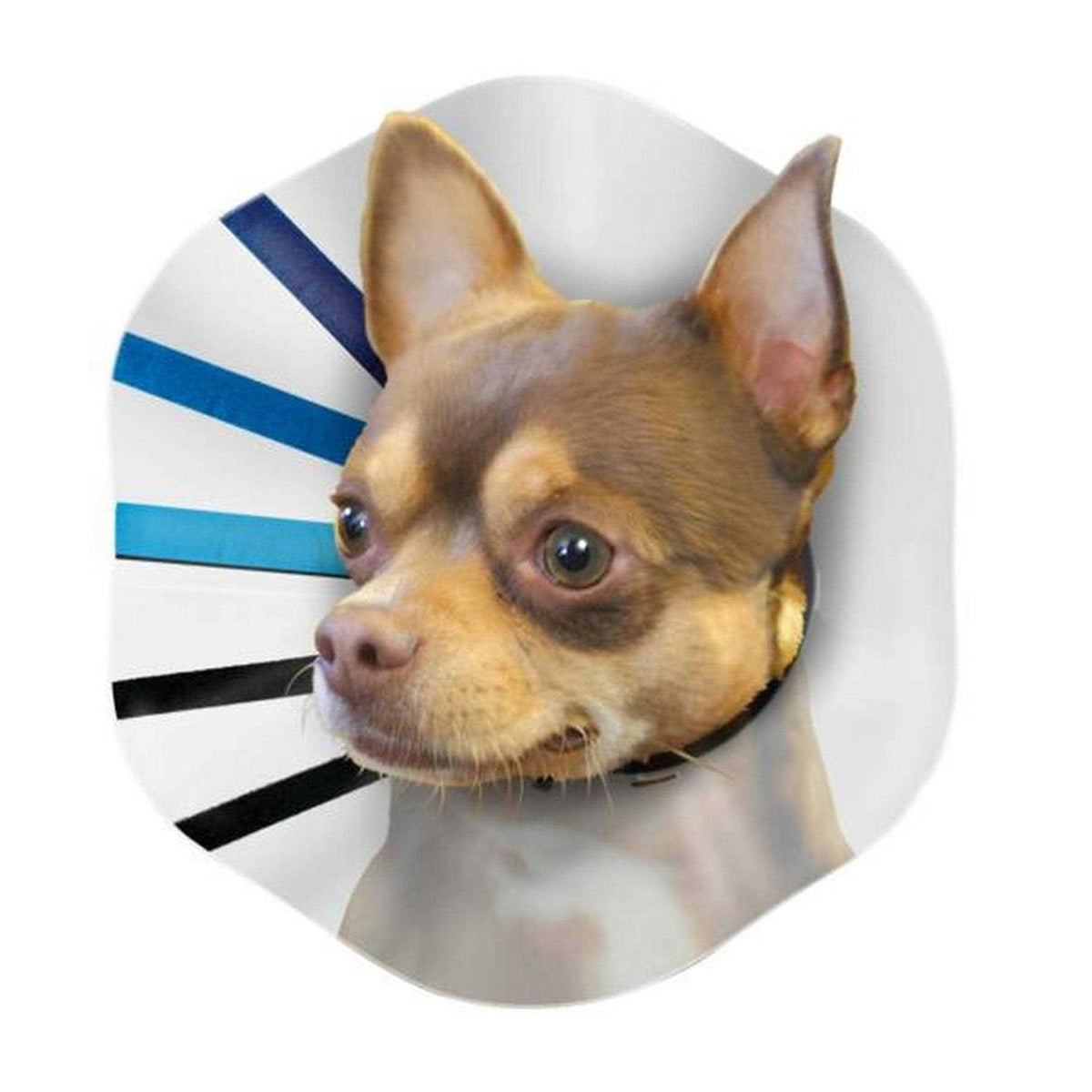 Clear EZ Collar H7072