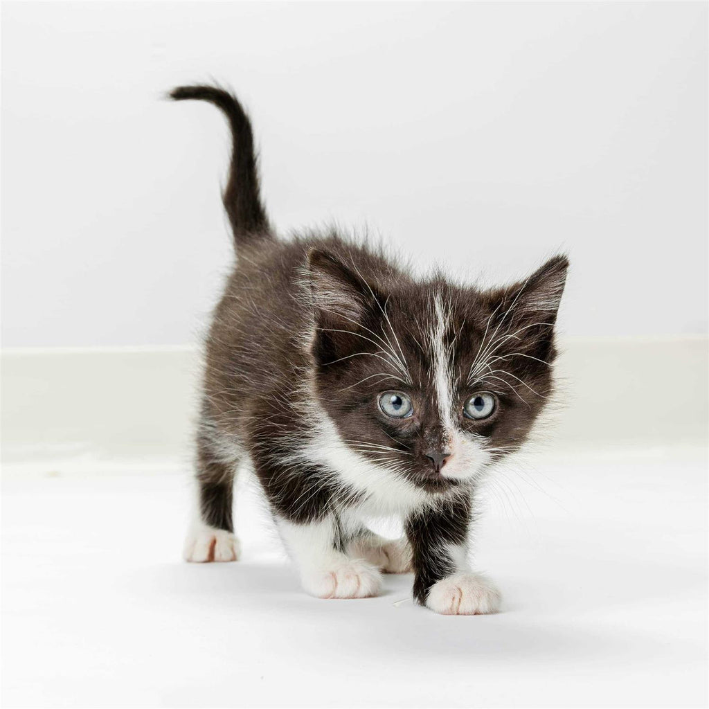 High Calorie Gel for Cats W152