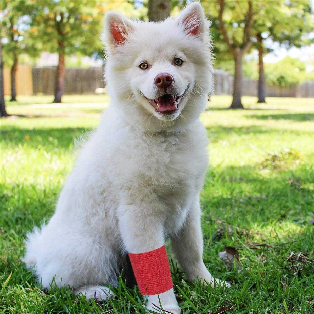 12 Rolls Self Adhesive Bandage Wrap U23784