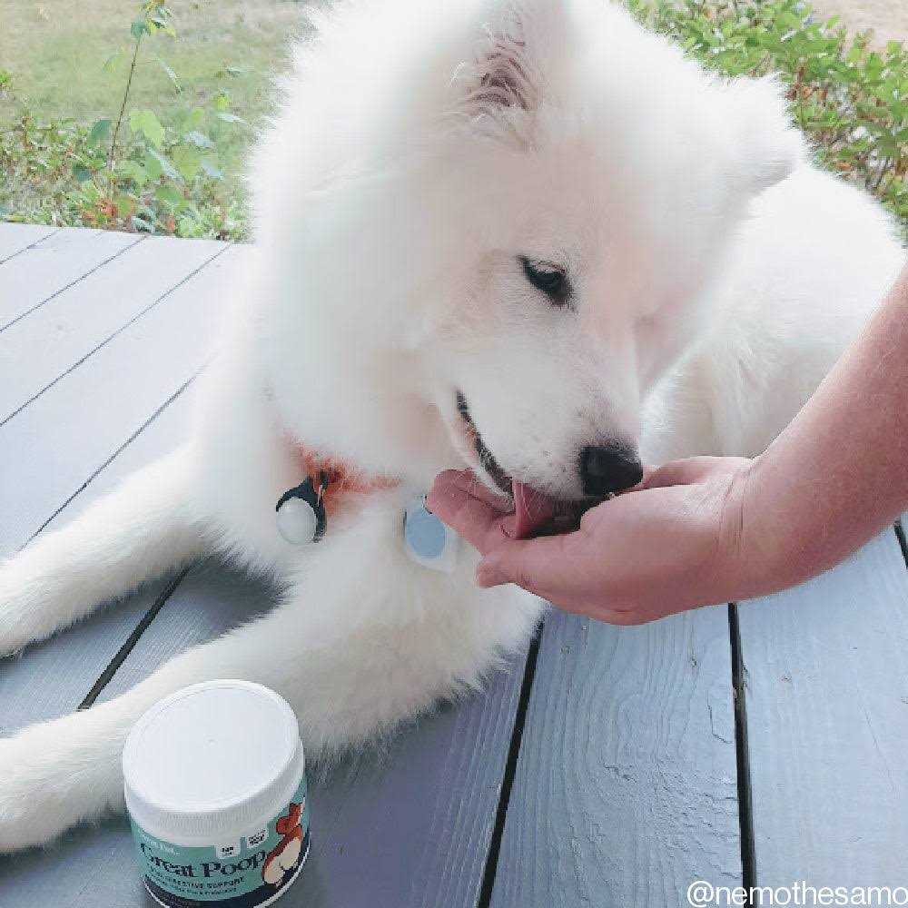 Probiotics for Dogs Digestive Enzymes Supplement E432