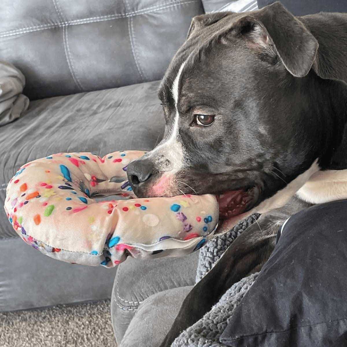 Refillable Donut Dog Toy G68793