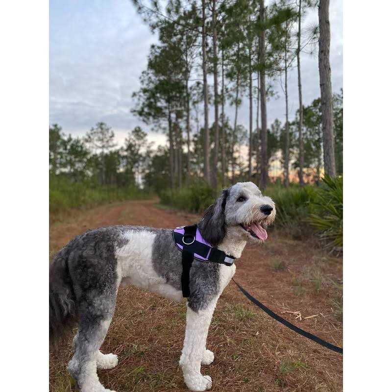 Dog Harness, No-Pull Pet Vest with 3 Leash Clips, Reflective, Adjustable and Padded I66175
