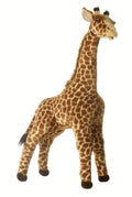 Acacia Giraffe Standing Q752516