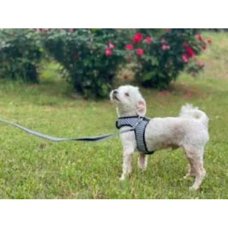 Teacup Gingham Dog Harness Vest N687