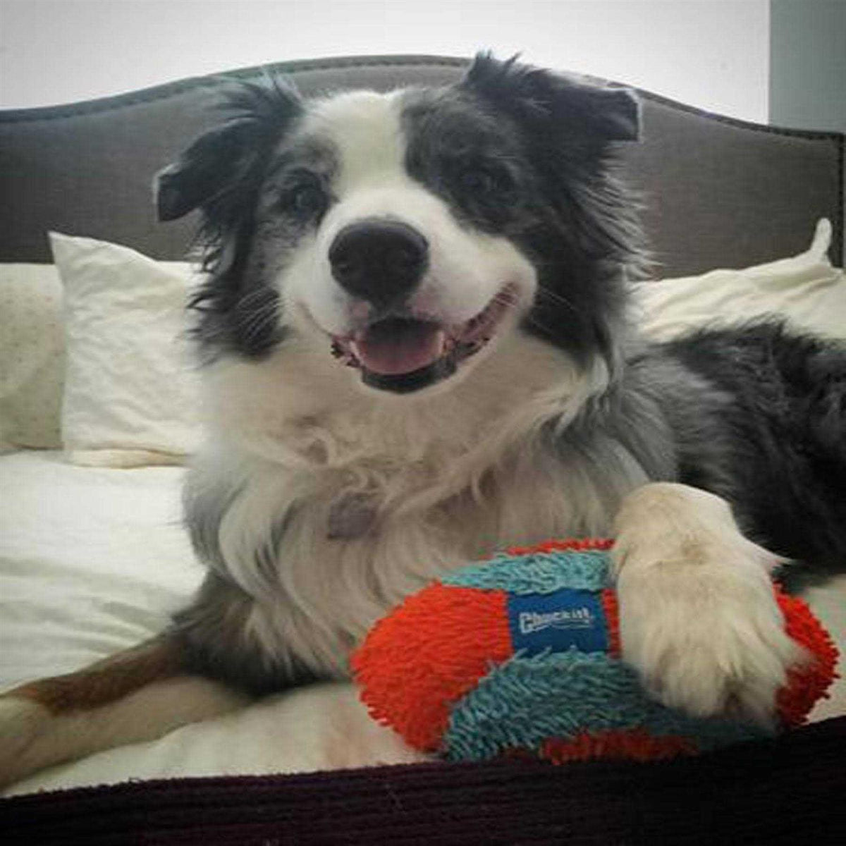 Dog Toy X9620