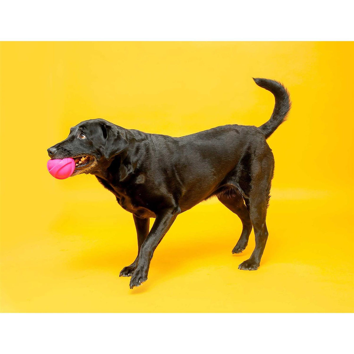 Squeaky Latex Dog Toy V2832