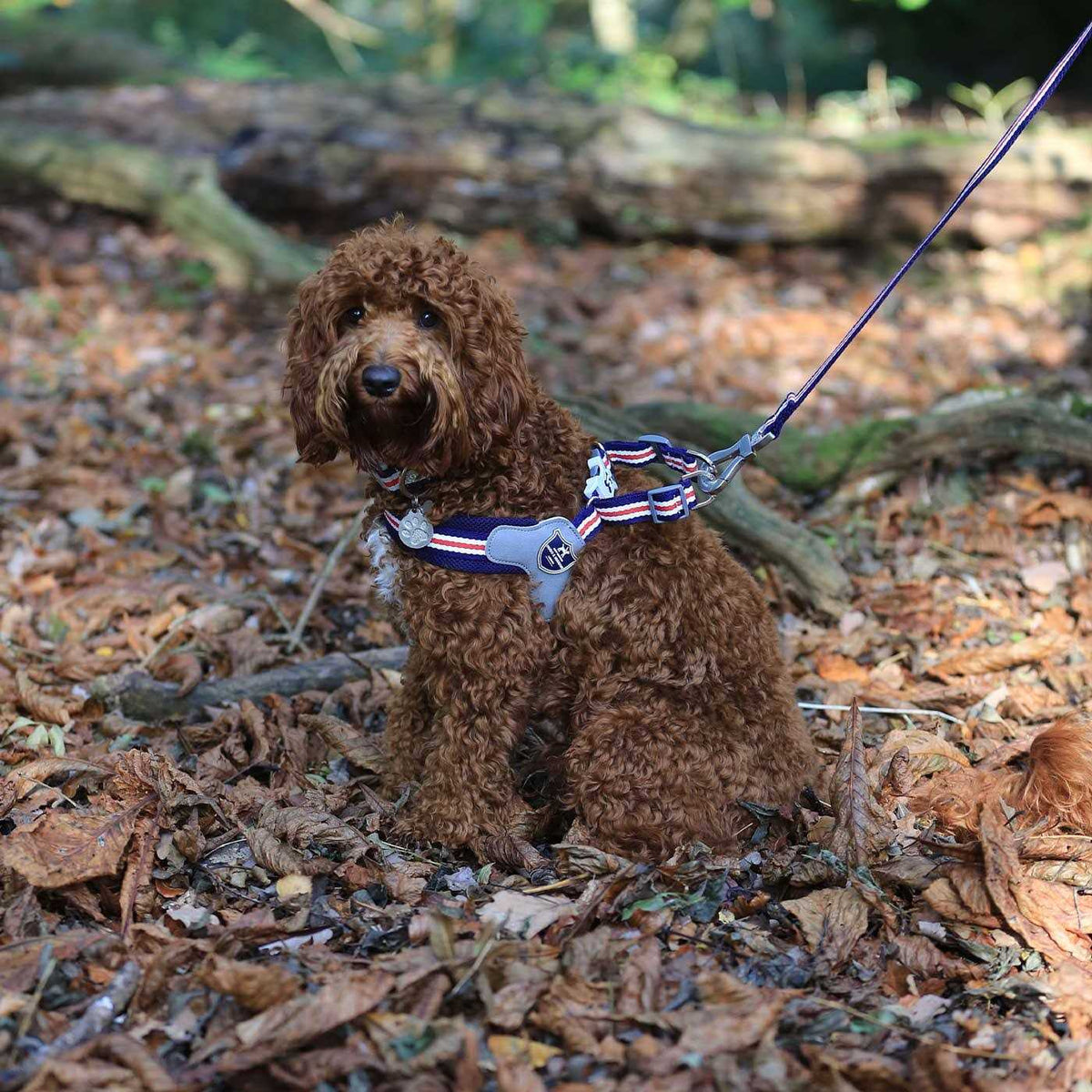 Dog Harness P832051