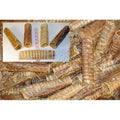 Beef Trachea 6 inch N2536