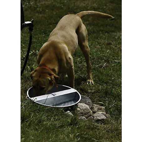 Galvanized Pet Bowl I908