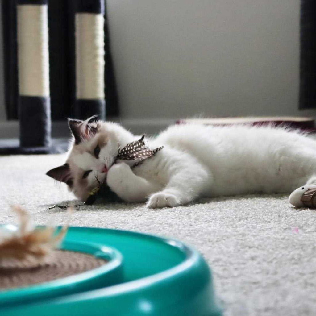 Telescoping Cat Toy V356