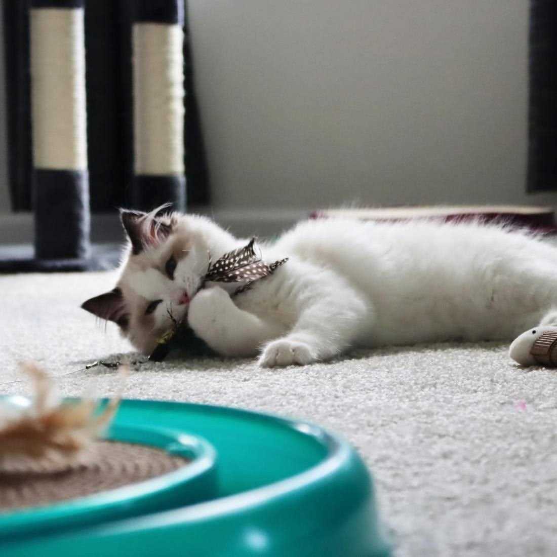 Telescoping Cat Toy V356