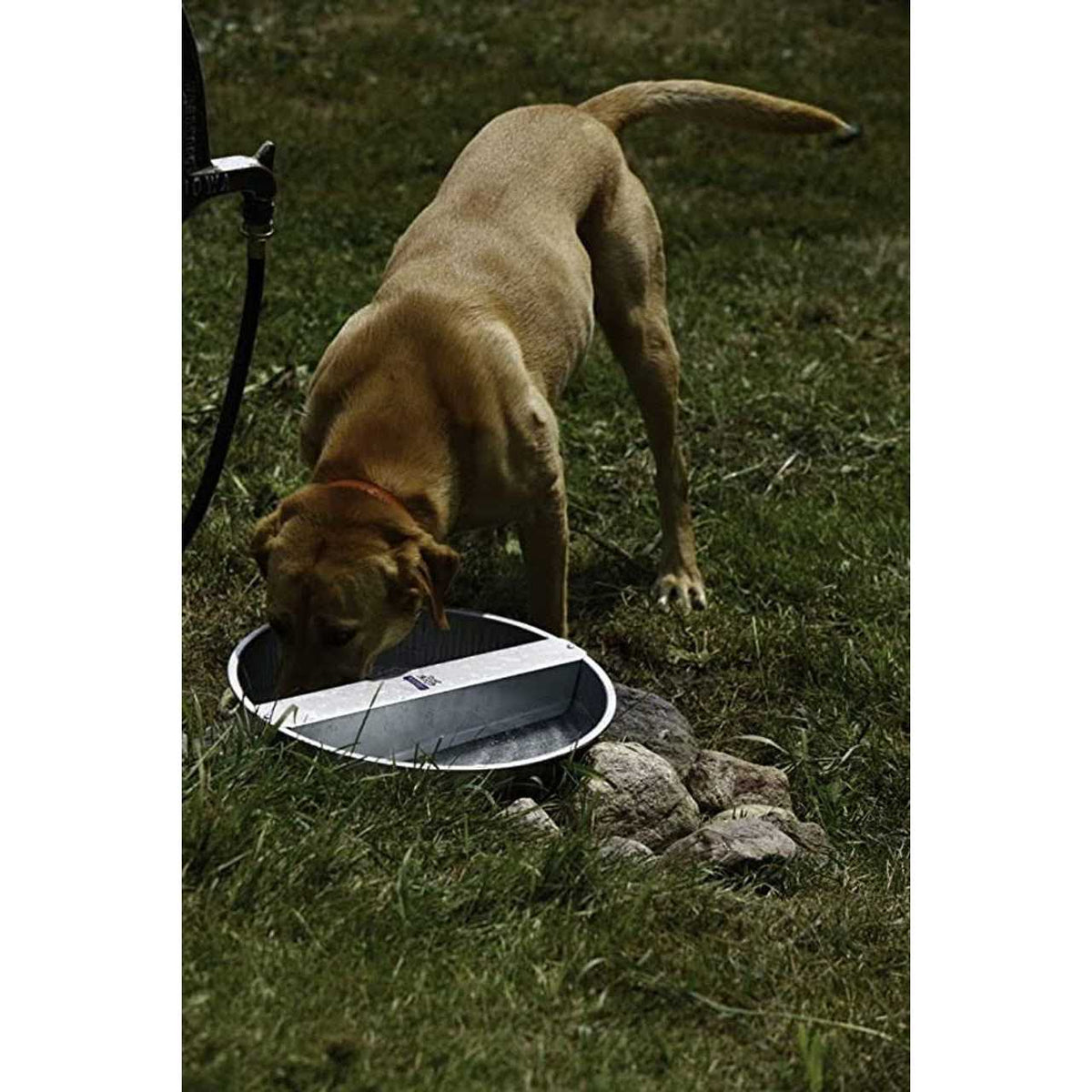 Galvanized Pet Bowl I908