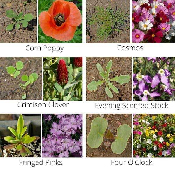 Wildflower Mix Q29913